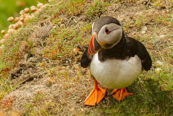 A Puffin Sumburgh Head Shetland