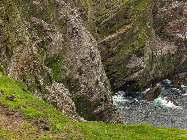 Gannets Hermaness Unst