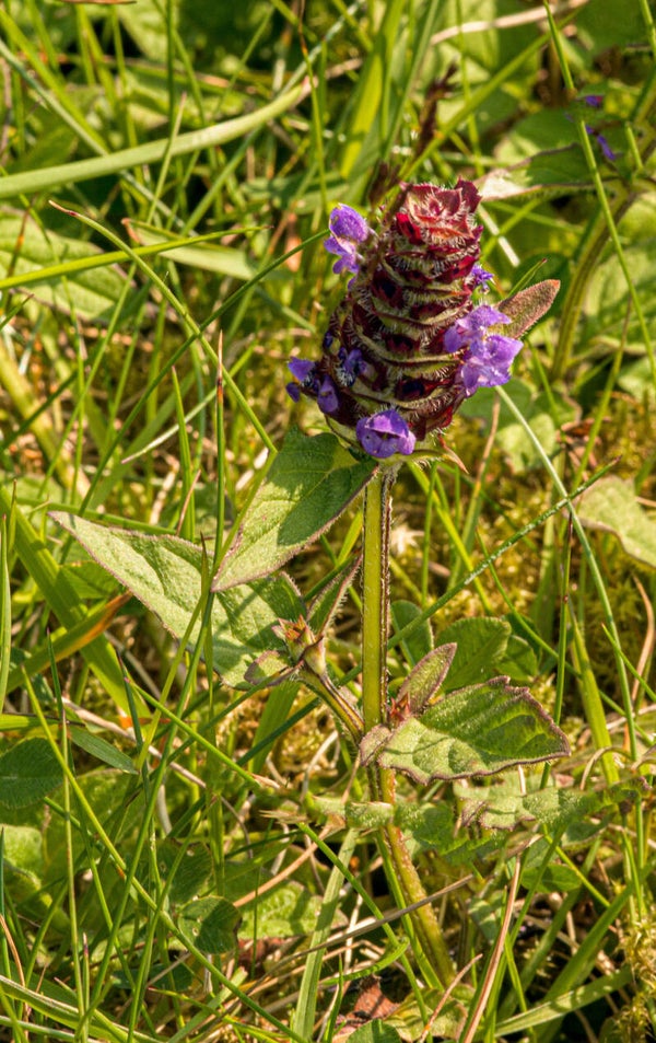 A Frog Orchid Shetland