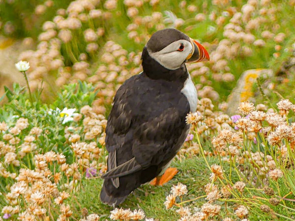 A Puffin Sumburgh Head Shetland