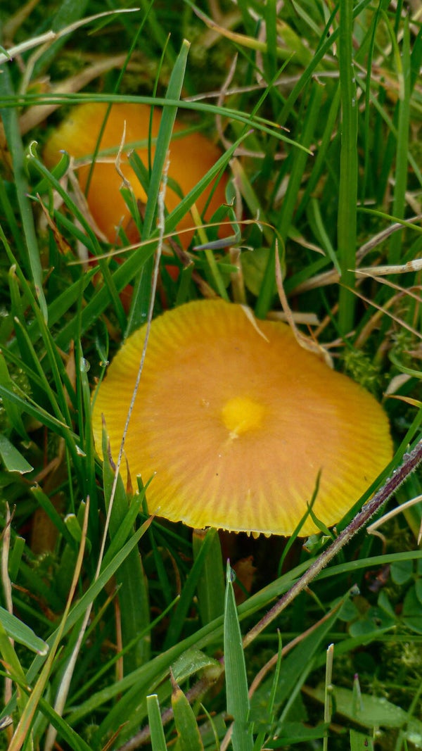 Mousepee Pinkgill