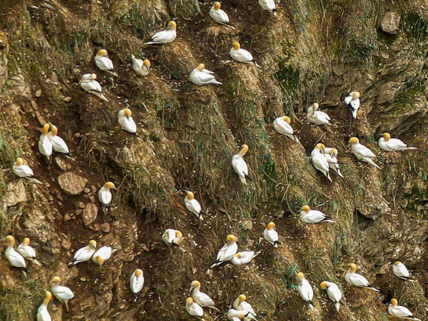 Gannets Hermaness Unat