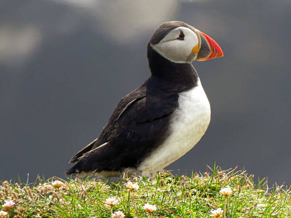 Puffin