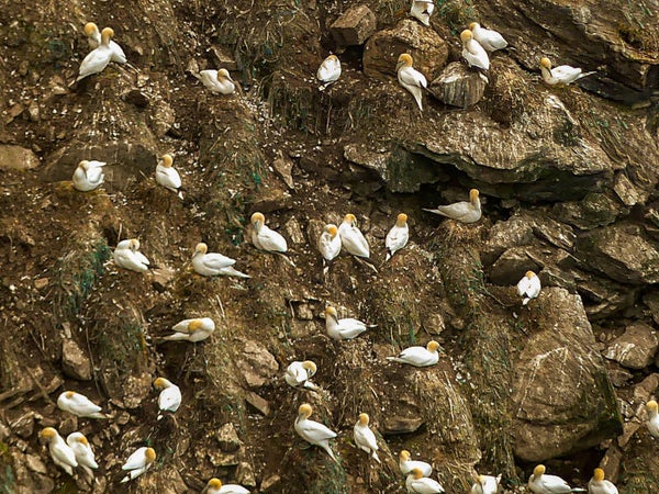Gannets Unst Shetland