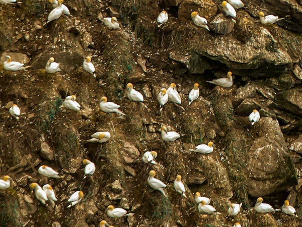 Gannets Unst Shetland