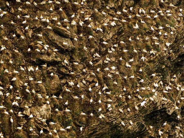 Gannets Unst Shetland