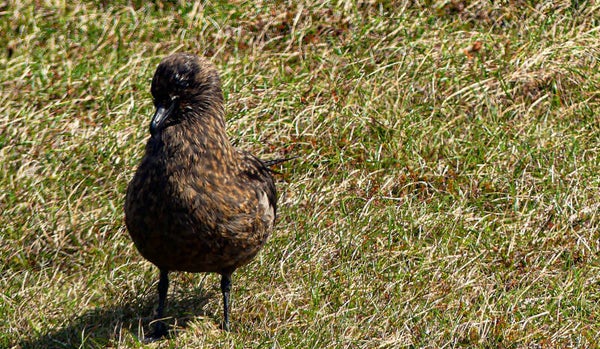 Great Skua Unst Shetland