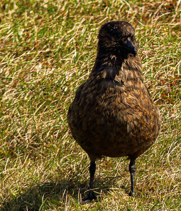 Great Skua Unst Shetland
