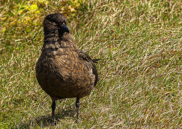 Great Skua Unst Shetland