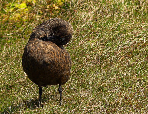A Great Skua Unst
