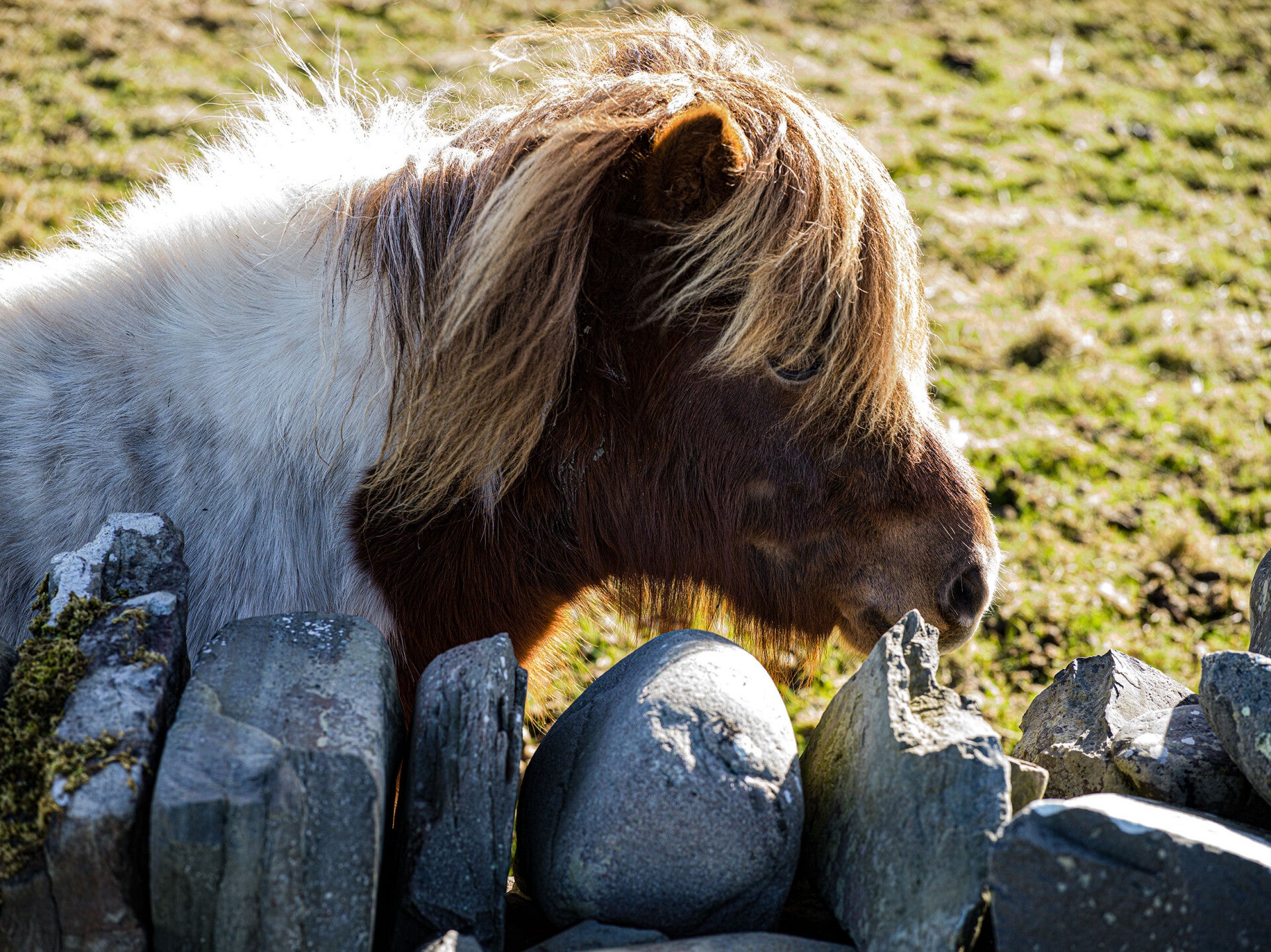 Shetland Pony