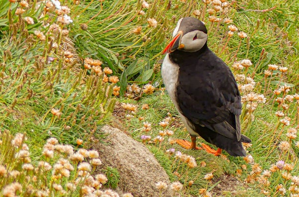 A Puffin Sumburgh head Shetland