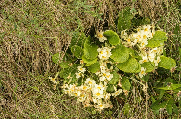 Primroses Gulberwick Shetland
