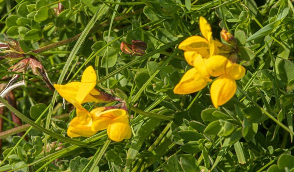 Birdsfoot Trefoil Shetland