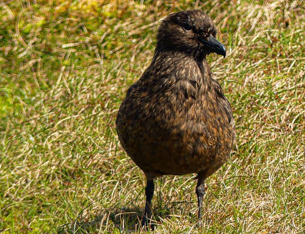 Great Skua Unst Shetland