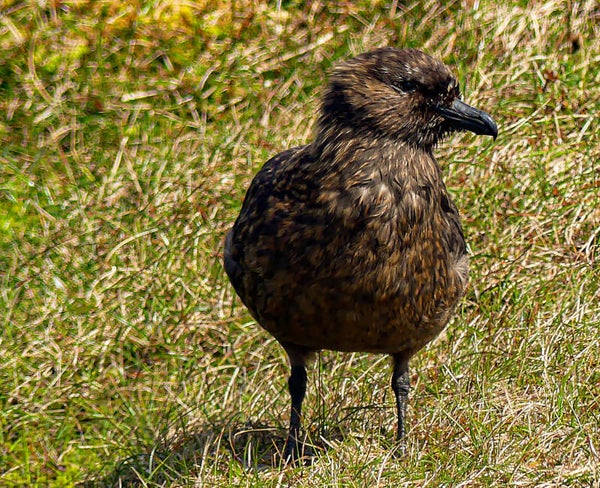 A Great Skua Unst