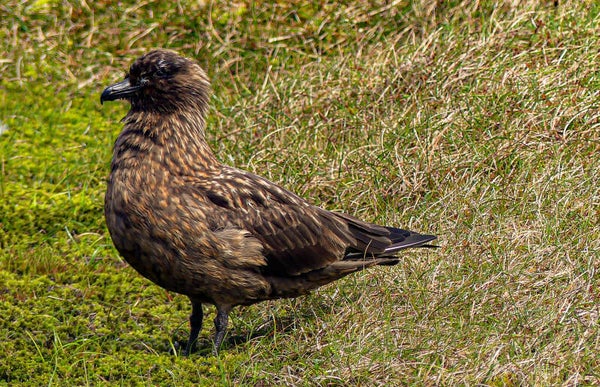 A Great Skua Unst