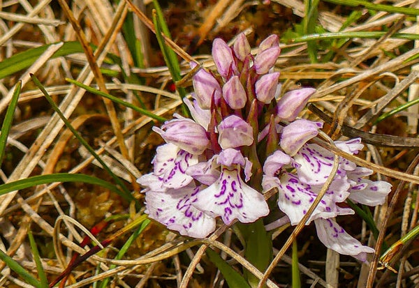 An Orchid Unst
