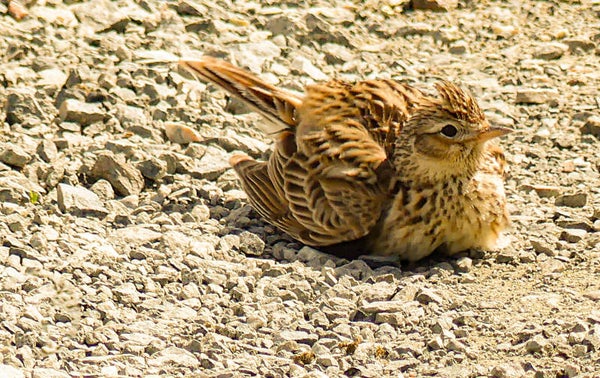 Skylark Unst