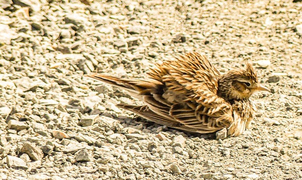 Skylark Unst