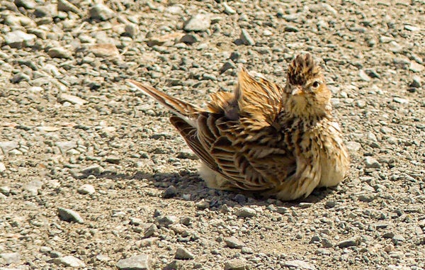Skylark Unst