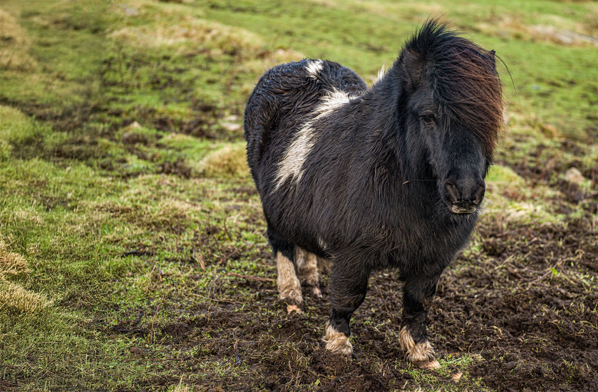 A Shetland Pony