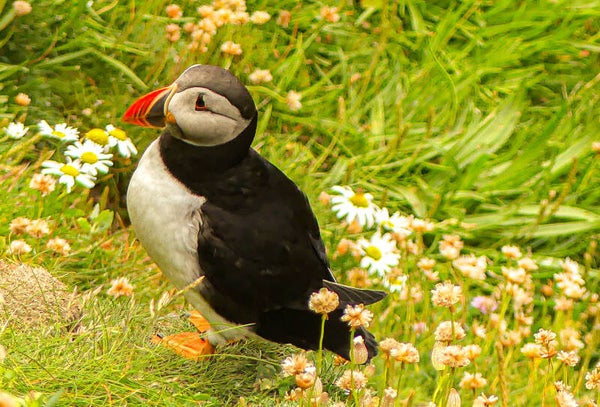 A Puffin Sumburgh Head Shetland