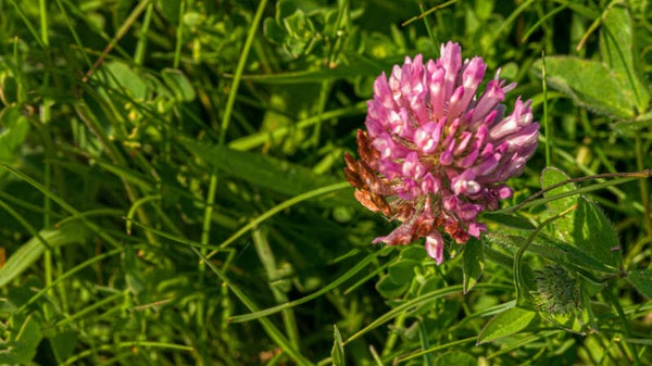 Purple Clover Shetland
