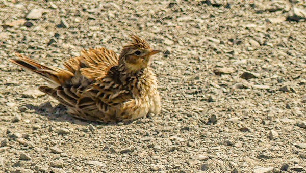 A Skylark Unst Shetland