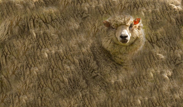 A Sheep Unst Shetland