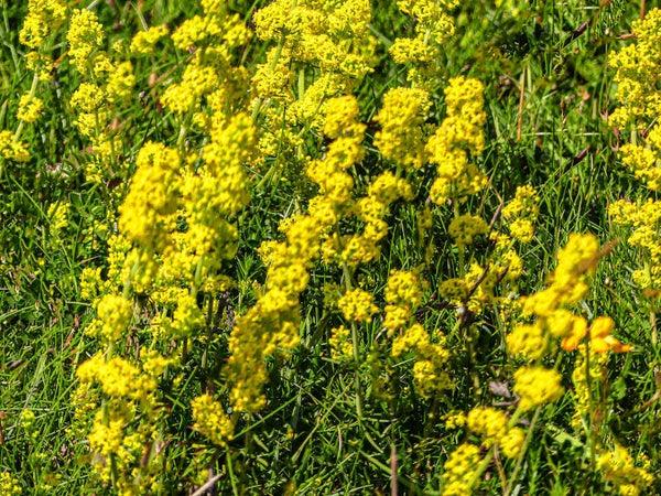 Lady's Bedstraw