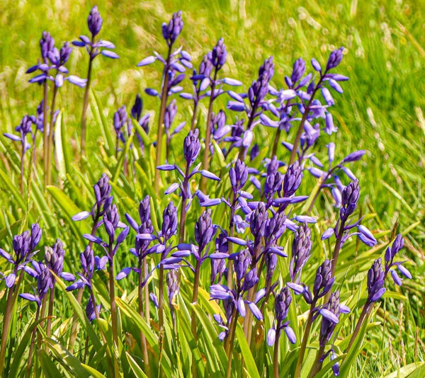 Bluebells Unst