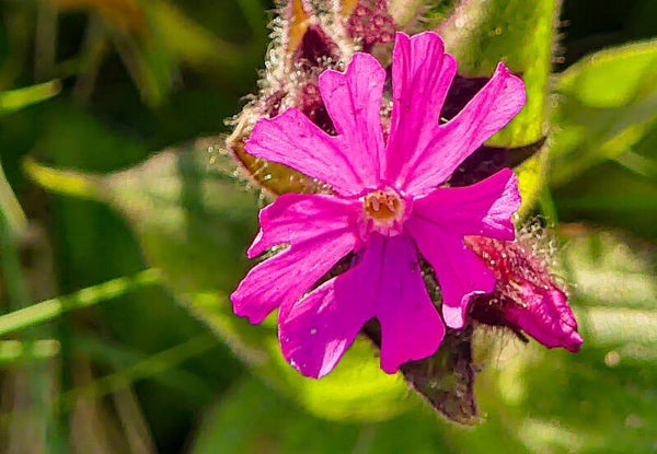 Red Campion Unst