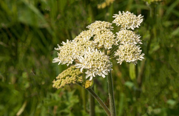 Wild Angelica. Shetland