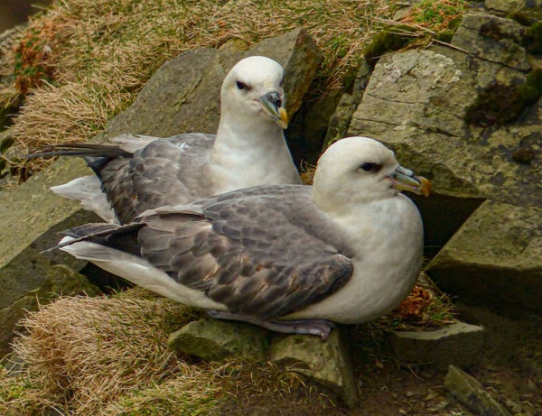 Shetland