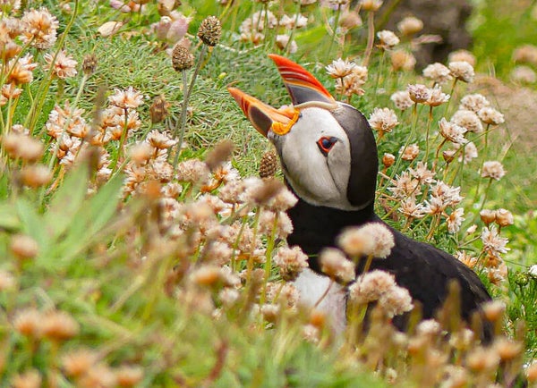 A Puffin Sumburgh Head Shetland