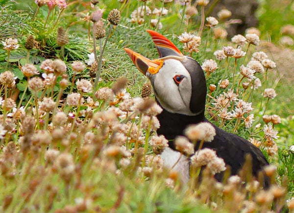 A Puffin Sumburgh Head Shetland