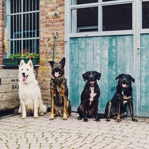 werkhonden