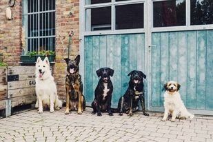 honden workshop