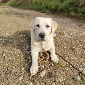 labrador Noortje