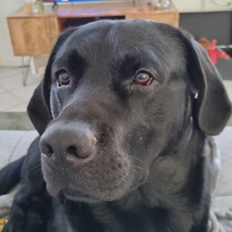 Labrador retriever Freddy