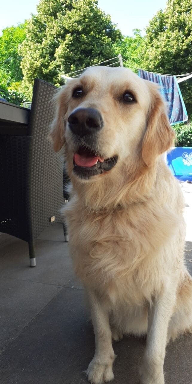 Golden retriever