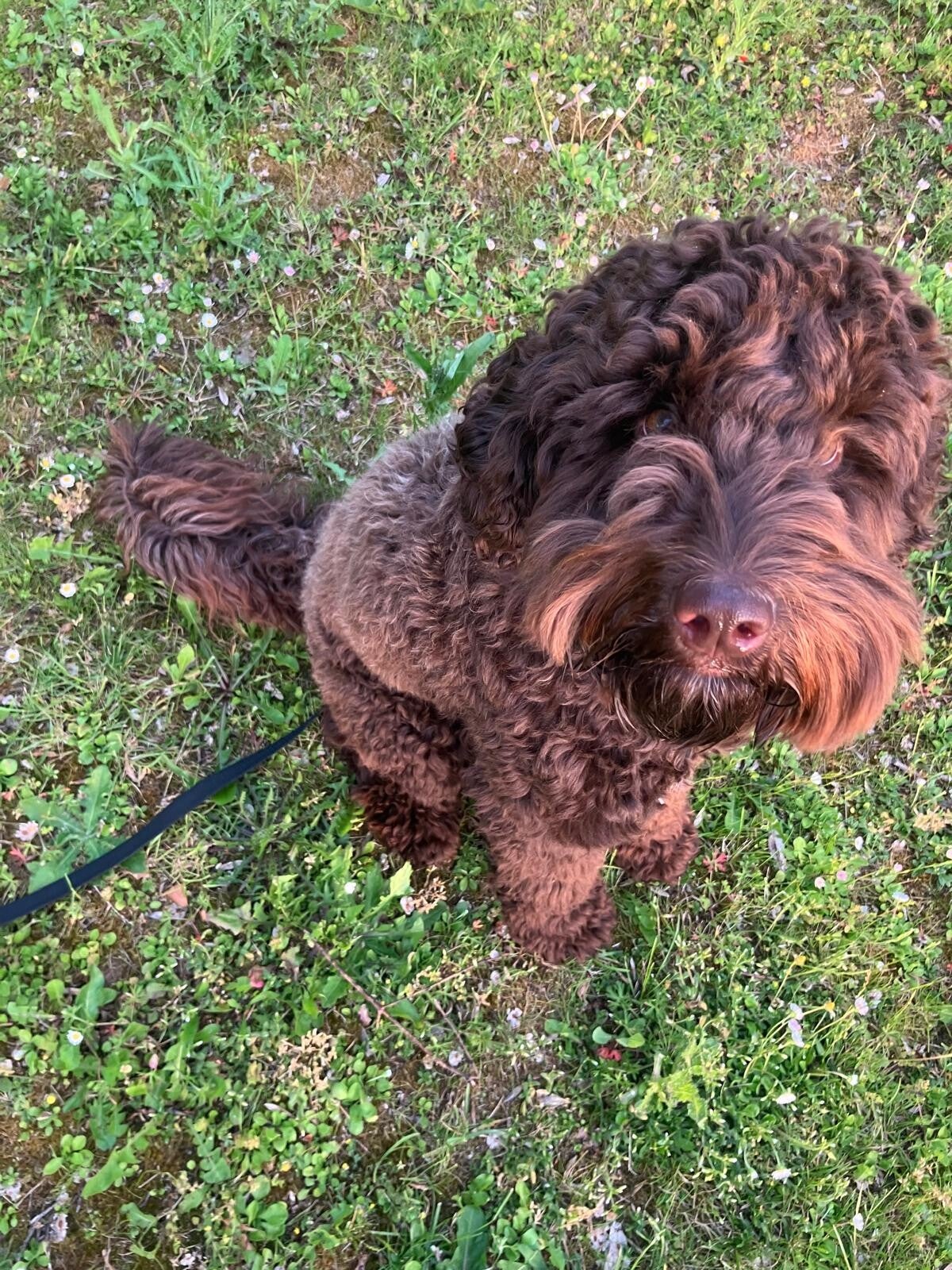 labradoodles
