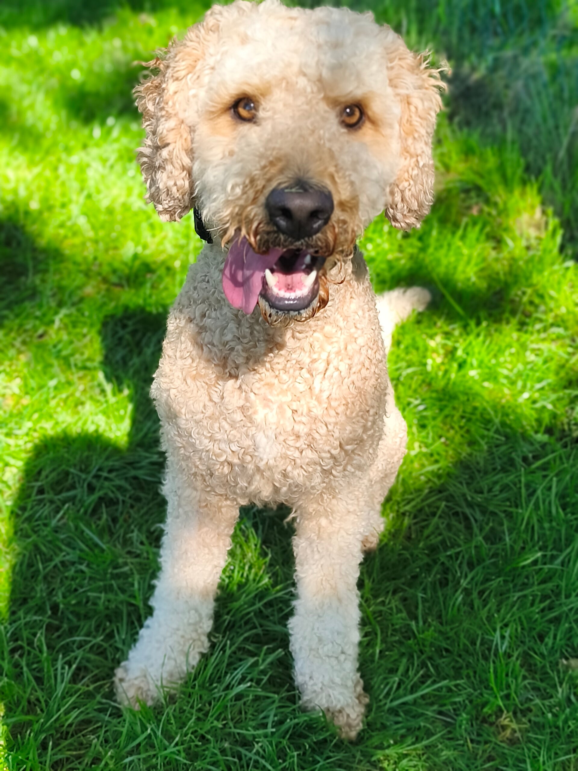 labradoodles