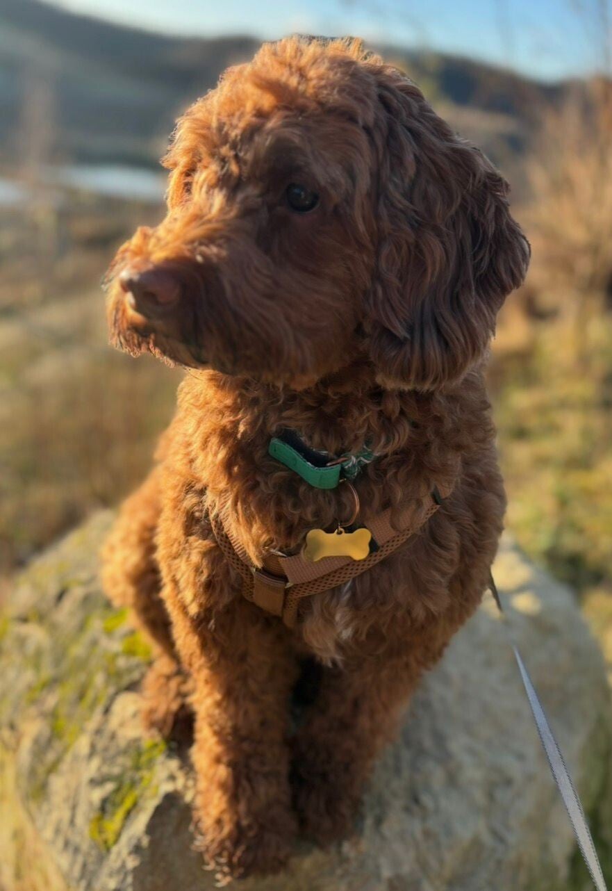labradoodle