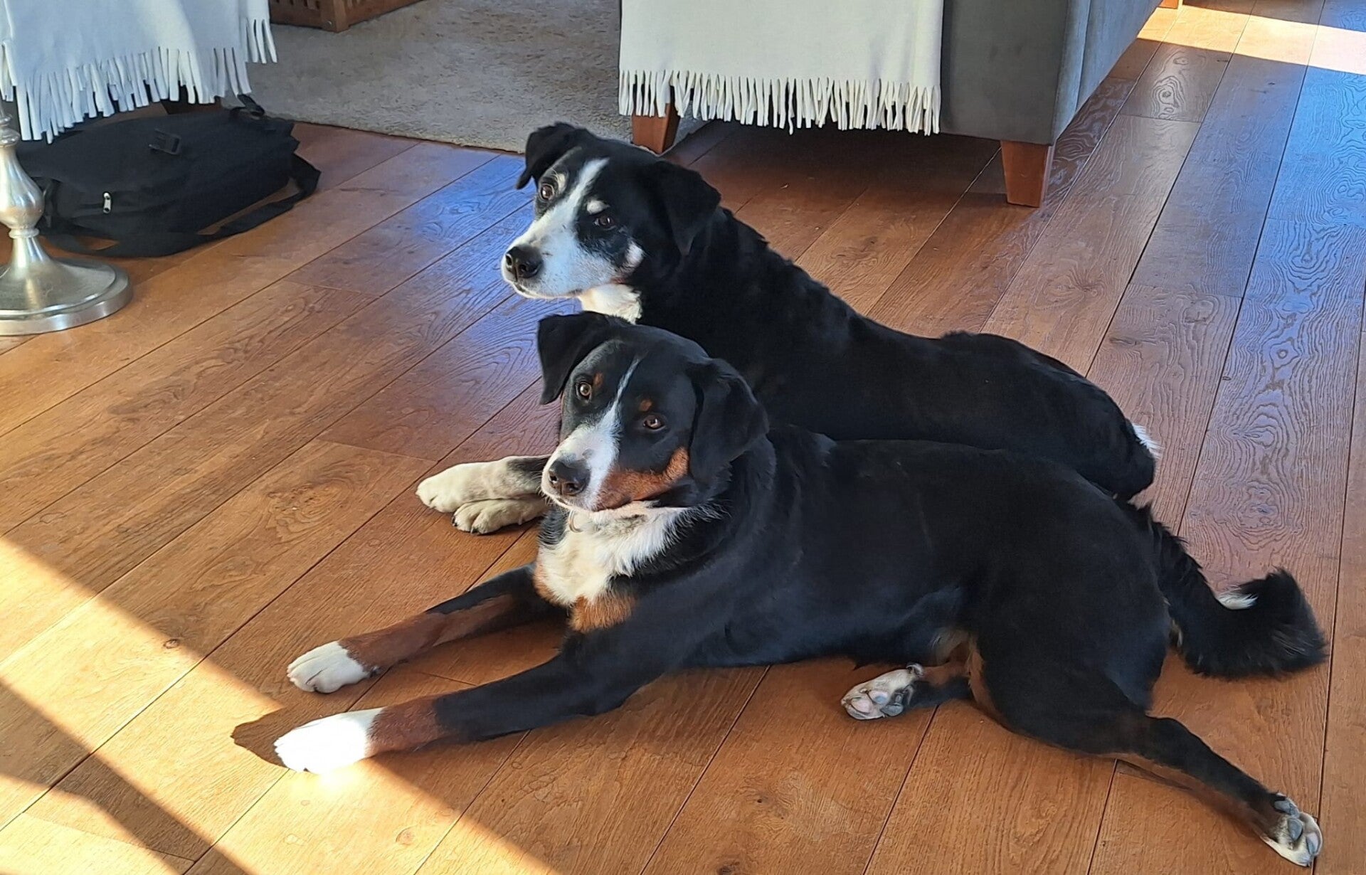 Appenzeller sennenhond