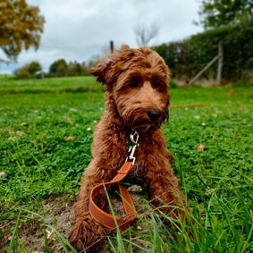 Labradoodle