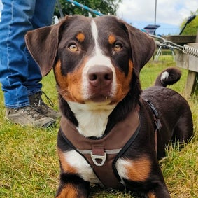 Duitse herder