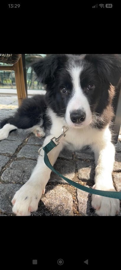 Honden gedragsdeskundige