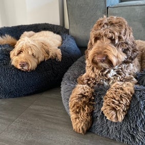 labradoodles